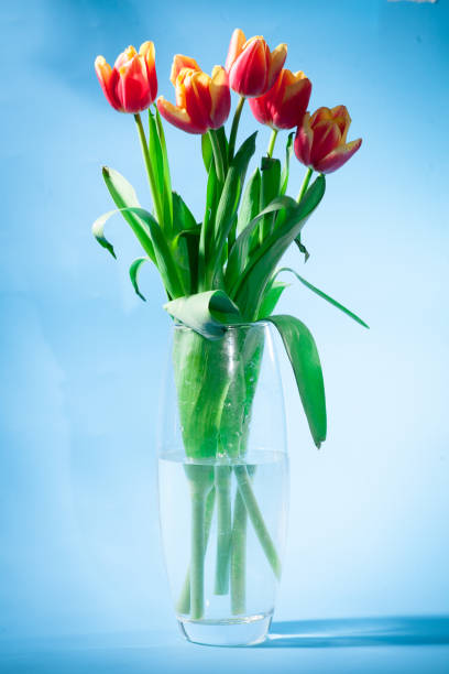 istock Bouquet of red with yellow spring tulips 936324048