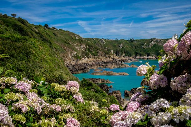 istock Hydrangea at Moulin Huet Bay, St Martins, Guernsey, Channel Islands 936324136