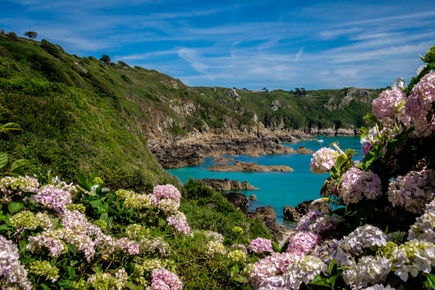 Hydrangea at Moulin Huet Bay, St Martins, Guernsey, Channel Islands Hydrangea at Moulin Huet Bay, St Martins, Guernsey, Channel Islands st. martins stock pictures, royalty-free photos & images