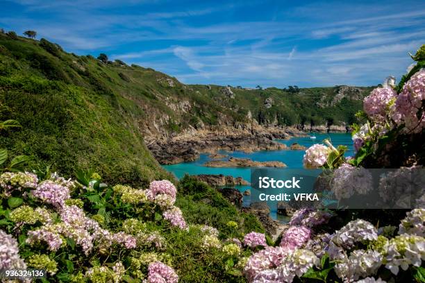 Hydrangea At Moulin Huet Bay St Martins Guernsey Channel Islands Stock Photo - Download Image Now