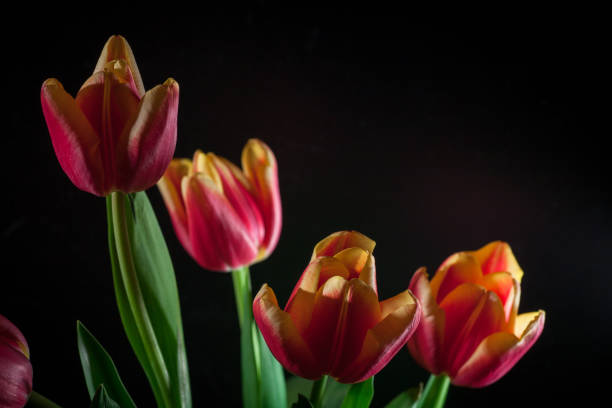 istock red tulips bouquet on black baclground 936324390