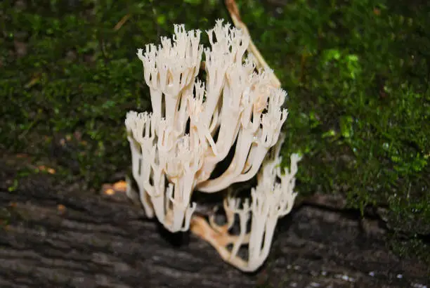A white coral mushroom (Clavulina coralloides) grows on an old tree in the forest.