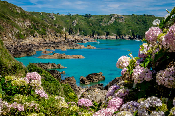 Hydrangea at Moulin Huet Bay, St Martins, Guernsey, Channel Islands Hydrangea at Moulin Huet Bay, St Martins, Guernsey, Channel Islands st. martins stock pictures, royalty-free photos & images