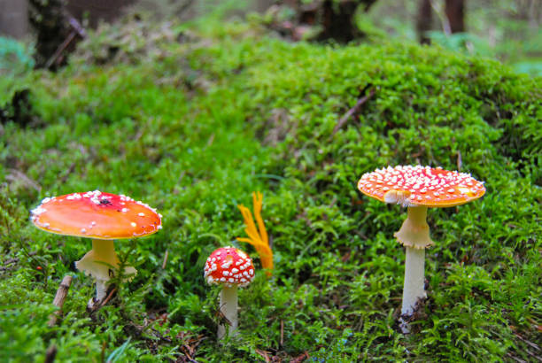 istock Three red speckled amanita grow in a forest on a green wet moss 936324726