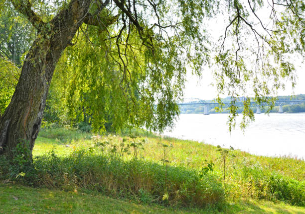 distant view through the trees of the city of fredericton and the st john river new brunswick canada - saint johns river imagens e fotografias de stock