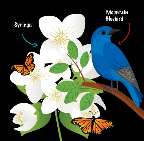 горная голубая птица - mountain bluebird bird bluebird blue stock illustrations