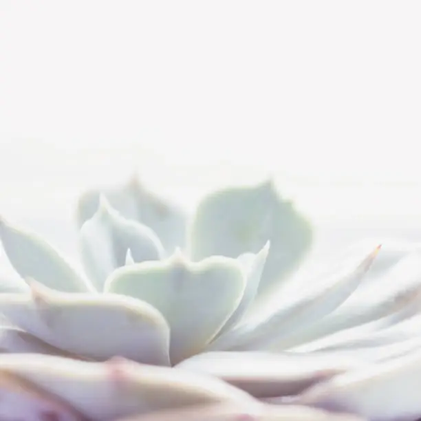 The succulent plant "Echeveria parva" (Crassulaceae family) from America, evergreen or deciduous plant. Soft macro cactus with white background.