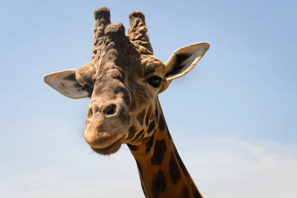 istock Portrait of a young giraffe, controlled conditions 936329502