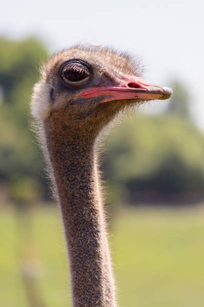 istock Portrait of an ostrich, controlled conditions 936329504