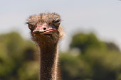 Portrait of an ostrich, controlled conditions