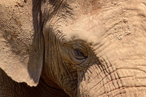 istock Portrait of an elephant, controlled conditions 936329570