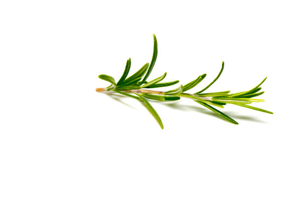 istock Sprig of rosemary against white background 936330002
