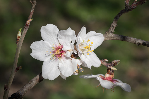 Plum tree branches with fruit flowers during springtime. No people are seen in frame. Shot in outdoor daylight.