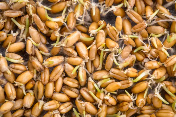 background of sprouting wheat grain (red hard winter wheat)