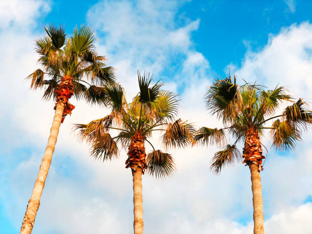 istock Beautiful blue sunny day. Tree palm trees in hot summer day against sky . 936331648