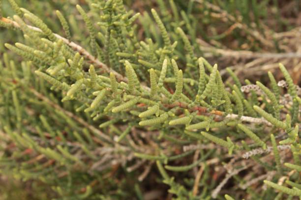 istock Sarcocornia Fruticosa plant 936332468
