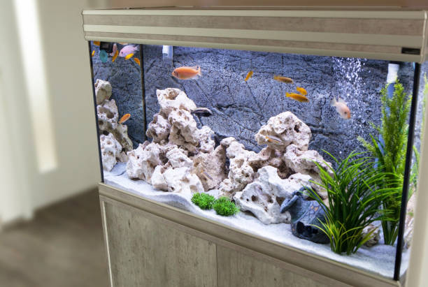 istock Aquarium with cichlids fish from lake malawi 936332646