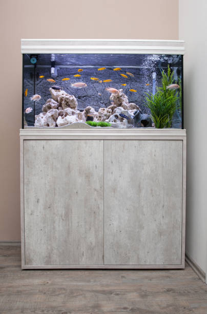 istock Aquarium with cichlids fish from lake malawi 936332654