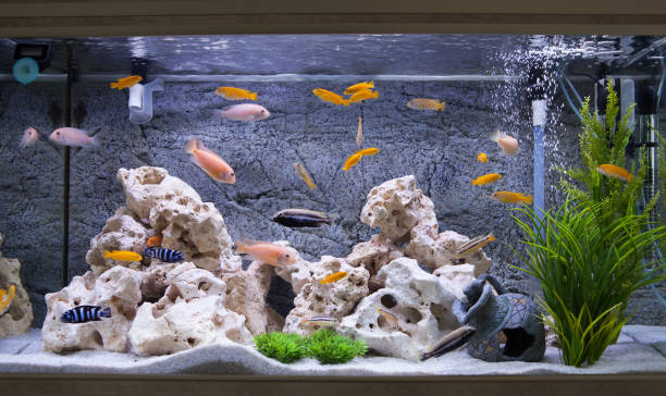 aquarium met vissen van cichliden uit het malawimeer - vissenkom fotos stockfoto's en -beelden