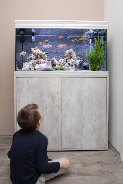 istock Child watching fish tank. Aquarium with cichlids 936332660