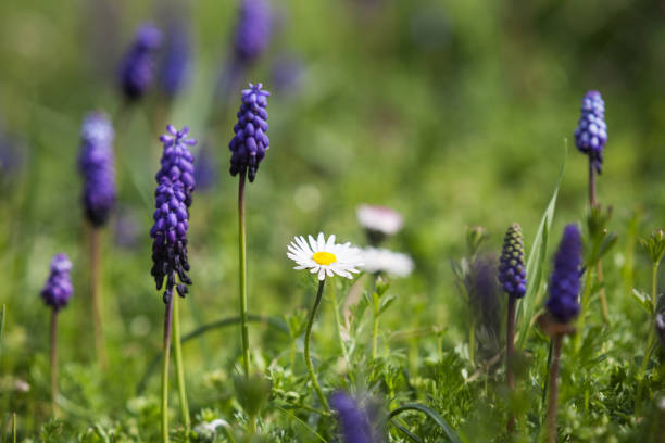 Close up photo of grape hyacinth and daisy flowers in nature. Green grasses are seen around. Selective focus on single daisy flower. Shot in outdoor day light. No people are seen in frame.