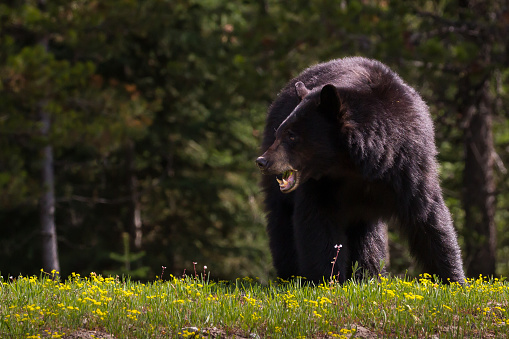 Black bears eating berries and sitting