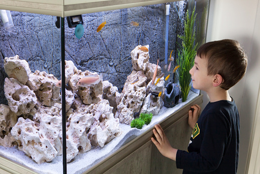 Child watching fish tank. Aquarium with cichlids
