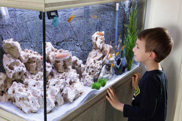 Child watching fish tank. Aquarium with cichlids Child watching fish tank. Aquarium with cichlids cichlid stock pictures, royalty-free photos & images