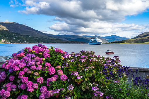Beuatiful purple hortensia in Ullapool with Loch Broom on the foreground, Scotland, Britain
