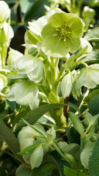istock Helleborus Lividus closeup 9. 936333400