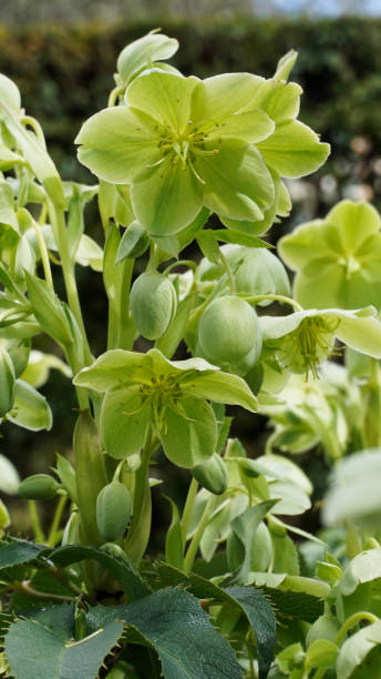 istock Helleborus Lividus closeup 10. 936333424
