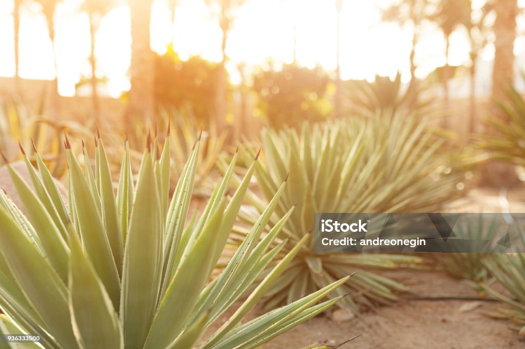 group of cactus bushes on the decorative flower garden of Agave group of cactus bushes on the decorative flower garden of Agave Background Yard - Grounds Stock Photo