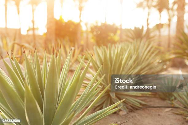 Group Of Cactus Bushes On The Decorative Flower Garden Of Agave Stock Photo - Download Image Now