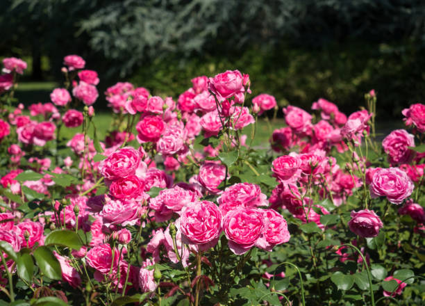 istock Pink Rose flowers in the garden 936334766