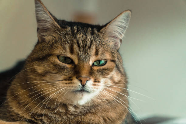 istock Cat. The impudent face of a cat 936335366