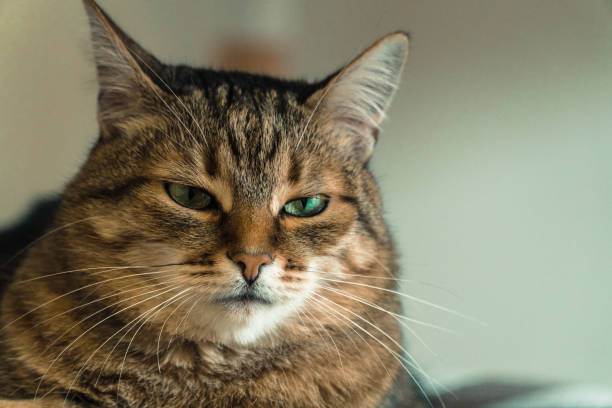 istock Cat. The impudent face of a cat 936335440