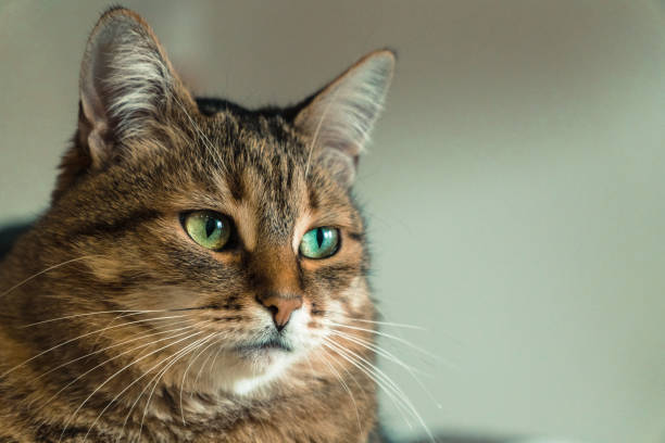 istock Cat. The impudent face of a cat 936335462