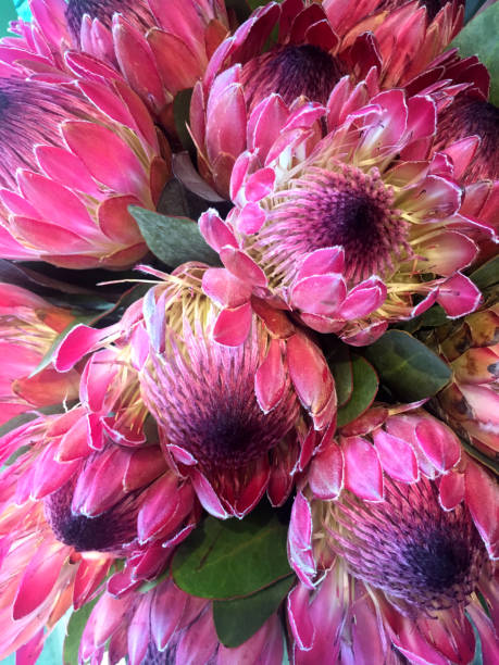 Protea Flowers Protea Flowers fynbos photos stock pictures, royalty-free photos & images