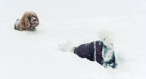 istock Winter. The dog is all in the snow 936336196