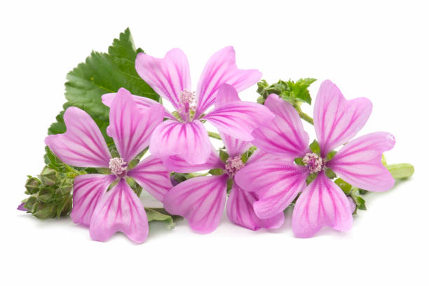 Mallow flower Freshly harvested mallow flowers on white background malva stock pictures, royalty-free photos & images
