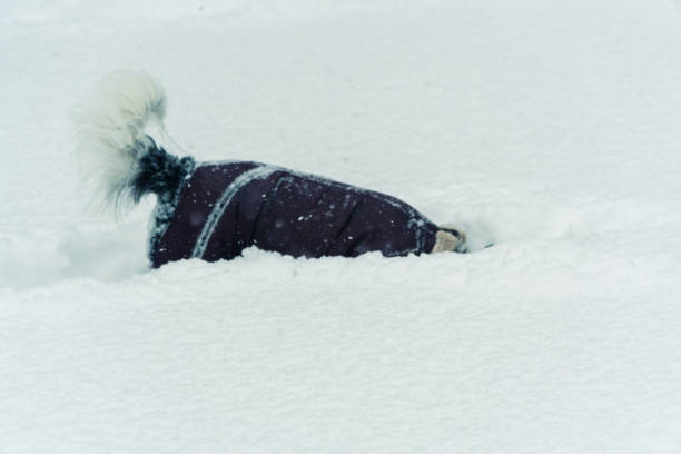 istock Winter. The dog is all in the snow 936336476