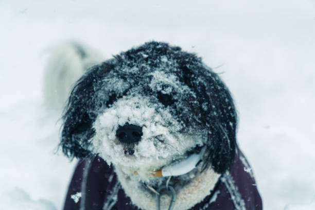 istock Winter. The dog is all in the snow 936336682