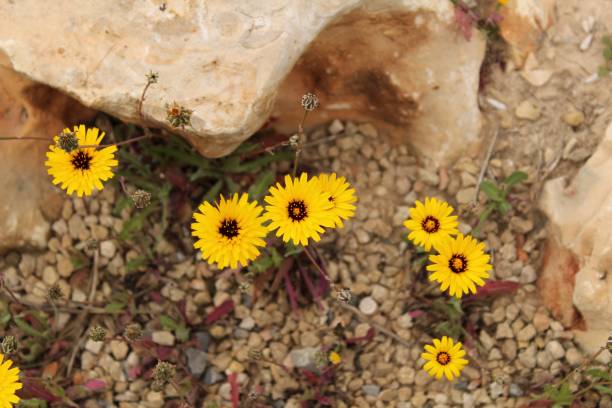istock Reichardia Tingitana flowers 936338750