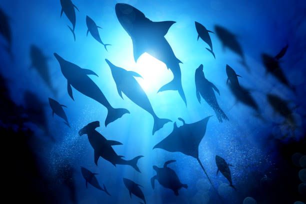 Ocean Life Under The Waves A variety of marine and ocean life silhouettes under the waves including salt water Dolphins, sharks and fish. Mixed media illustration. sharks in water stock pictures, royalty-free photos & images