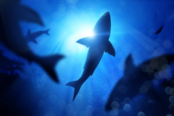 School Of Sharks Under The Waves A school of sharks in the deep blue sea. Mixed media illustration great white shark stock pictures, royalty-free photos & images