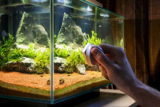 istock Home aquarium cleaning using magnetic fish tank cleaner 936339462