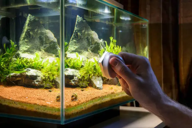 Photo of Home aquarium cleaning using magnetic fish tank cleaner