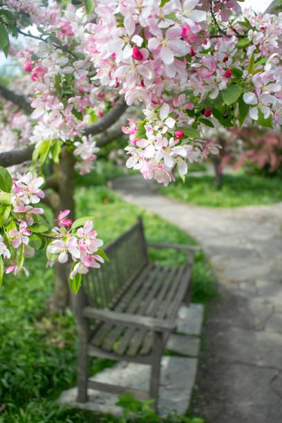 istock Pink Flowers in the Spring time 936340016