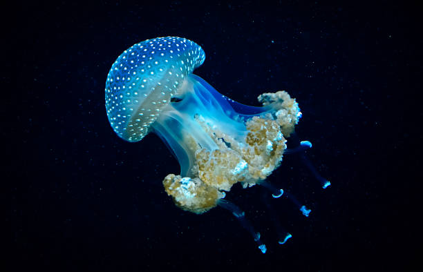 istock Blue transparent jellyfish floats through water 936342790