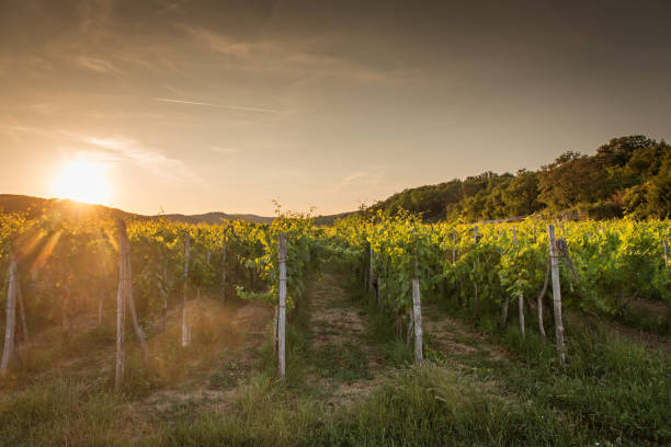 istock Landscape of vineyard, nature background 936343032